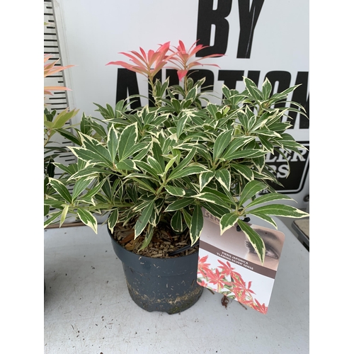 7 - THREE PIERIS JAPONICA FLAMING SILVER SCENE IN 3 LITRE POTS 40CM TALL PLUS VAT TO BE SOLD FOR THE THR... 