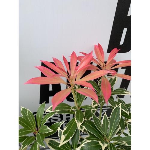 7 - THREE PIERIS JAPONICA FLAMING SILVER SCENE IN 3 LITRE POTS 40CM TALL PLUS VAT TO BE SOLD FOR THE THR... 