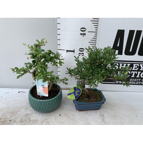 70 - TWO BONSAI TREES IN CERAMIC POTS APPROX 30-40CM PLUS VAT TO BE SOLD FOR THE TWO