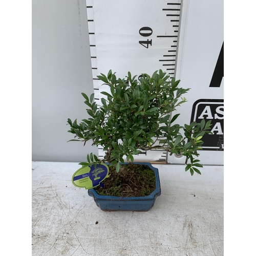 70 - TWO BONSAI TREES IN CERAMIC POTS APPROX 30-40CM PLUS VAT TO BE SOLD FOR THE TWO