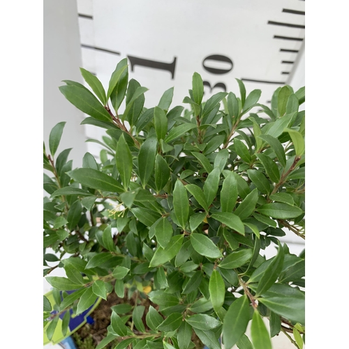 70 - TWO BONSAI TREES IN CERAMIC POTS APPROX 30-40CM PLUS VAT TO BE SOLD FOR THE TWO