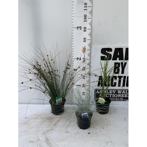 71 - THREE MIXED ORNAMENTAL GRASSES PLUS VAT TO BE SOLD FOR THE THREE