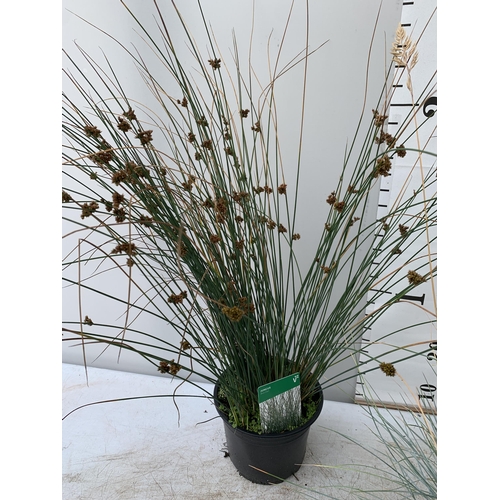 71 - THREE MIXED ORNAMENTAL GRASSES PLUS VAT TO BE SOLD FOR THE THREE