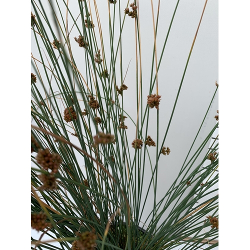 71 - THREE MIXED ORNAMENTAL GRASSES PLUS VAT TO BE SOLD FOR THE THREE