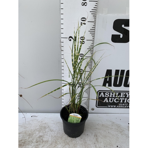 71 - THREE MIXED ORNAMENTAL GRASSES PLUS VAT TO BE SOLD FOR THE THREE