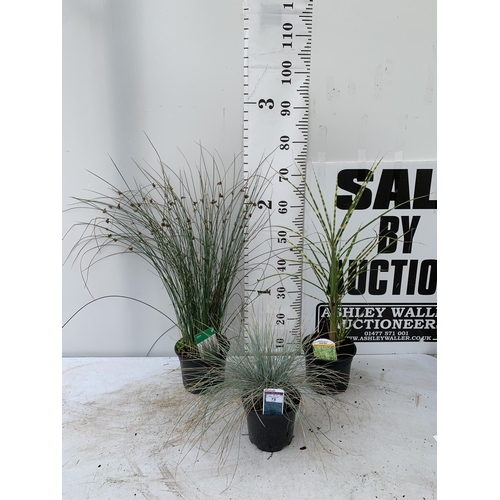 72 - THREE MIXED ORNAMENTAL GRASSES PLUS VAT TO BE SOLD FOR THE THREE