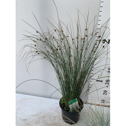 72 - THREE MIXED ORNAMENTAL GRASSES PLUS VAT TO BE SOLD FOR THE THREE