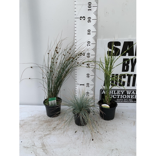 73 - THREE MIXED ORNAMENTAL GRASSES PLUS VAT TO BE SOLD FOR THE THREE