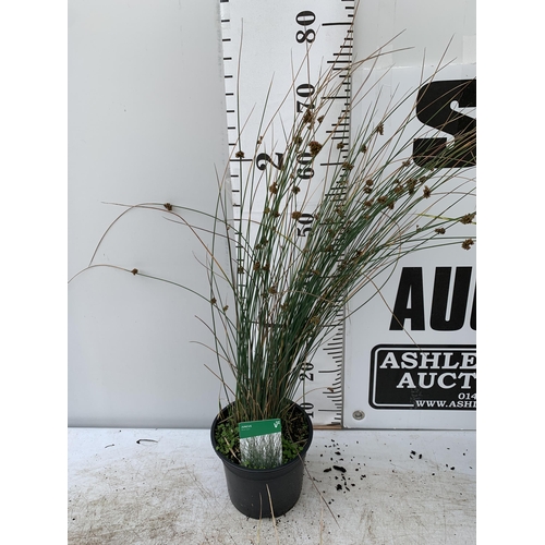 73 - THREE MIXED ORNAMENTAL GRASSES PLUS VAT TO BE SOLD FOR THE THREE