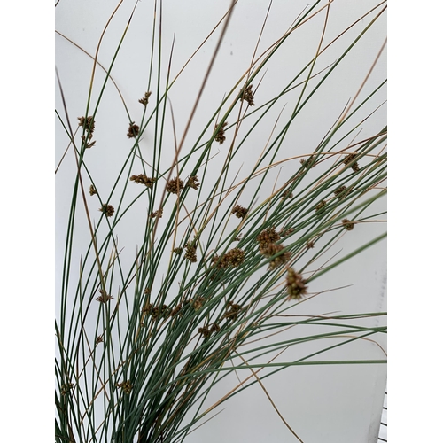 73 - THREE MIXED ORNAMENTAL GRASSES PLUS VAT TO BE SOLD FOR THE THREE