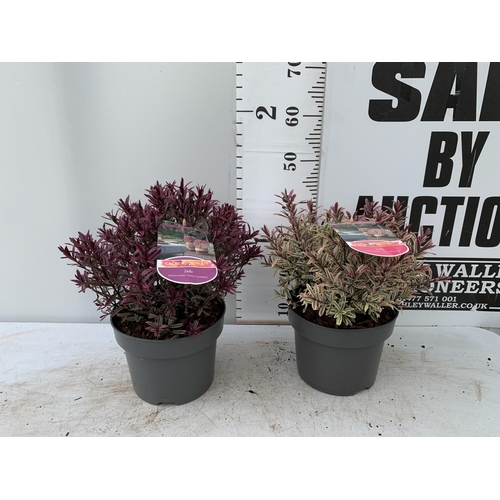 74 - TWO LARGE HEBE MAGICOLOURS 'MAGIC SUMMER' AND 'HEARTBREAKER' IN 5 LTR POTS APPROX 45CM IN HEIGHT PLU... 