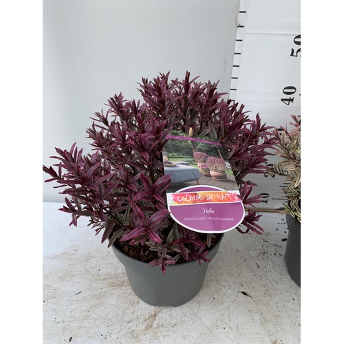 74 - TWO LARGE HEBE MAGICOLOURS 'MAGIC SUMMER' AND 'HEARTBREAKER' IN 5 LTR POTS APPROX 45CM IN HEIGHT PLU... 