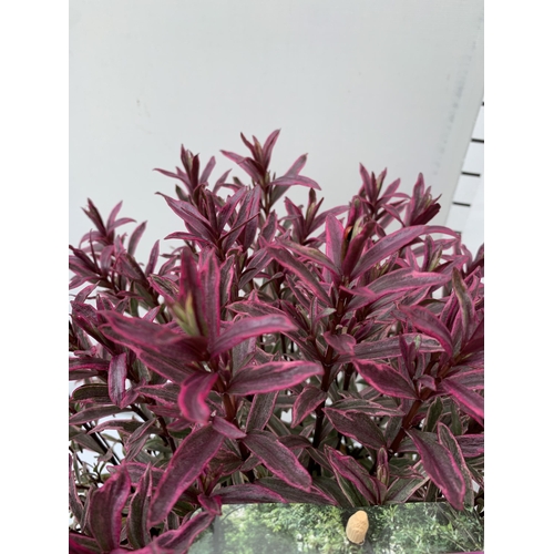 74 - TWO LARGE HEBE MAGICOLOURS 'MAGIC SUMMER' AND 'HEARTBREAKER' IN 5 LTR POTS APPROX 45CM IN HEIGHT PLU... 