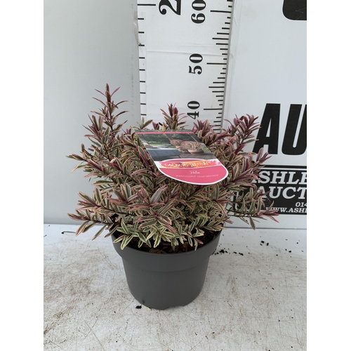 74 - TWO LARGE HEBE MAGICOLOURS 'MAGIC SUMMER' AND 'HEARTBREAKER' IN 5 LTR POTS APPROX 45CM IN HEIGHT PLU... 