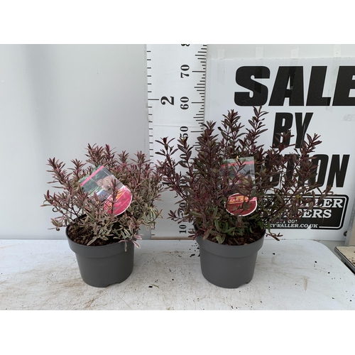 75 - TWO LARGE HEBE MAGICOLOURS 'MAGIC SUMMER' AND 'HEARTBREAKER' IN 5 LTR POTS APPROX 45CM IN HEIGHT PLU... 