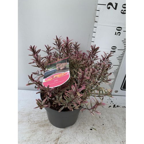 75 - TWO LARGE HEBE MAGICOLOURS 'MAGIC SUMMER' AND 'HEARTBREAKER' IN 5 LTR POTS APPROX 45CM IN HEIGHT PLU... 