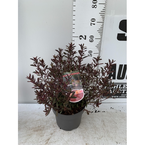 75 - TWO LARGE HEBE MAGICOLOURS 'MAGIC SUMMER' AND 'HEARTBREAKER' IN 5 LTR POTS APPROX 45CM IN HEIGHT PLU... 