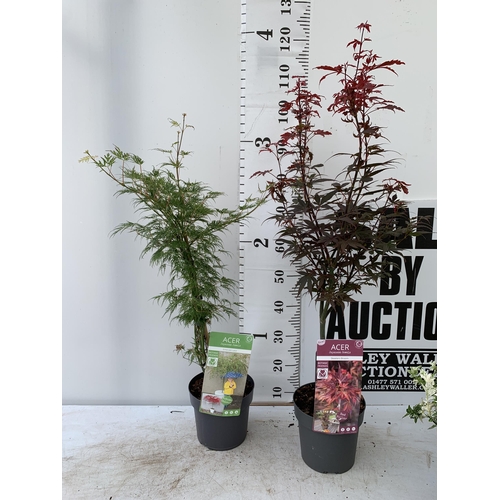 76 - TWO ACER PALMATUMS IN 3 LTR POTS APPROX 80-100CM IN HEIGHT PLUS VAT TO BE SOLD FOR THE TWO