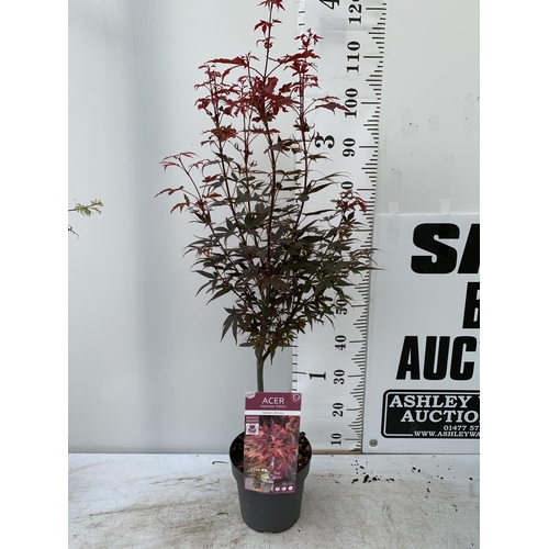 76 - TWO ACER PALMATUMS IN 3 LTR POTS APPROX 80-100CM IN HEIGHT PLUS VAT TO BE SOLD FOR THE TWO