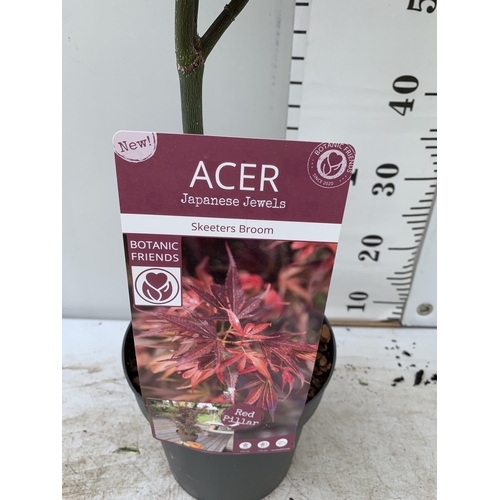 76 - TWO ACER PALMATUMS IN 3 LTR POTS APPROX 80-100CM IN HEIGHT PLUS VAT TO BE SOLD FOR THE TWO