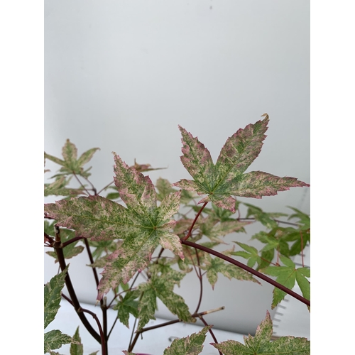 77 - TWO ACER PALMATUMS IN 3 LTR POTS APPROX 80-100CM IN HEIGHT PLUS VAT TO BE SOLD FOR THE TWO