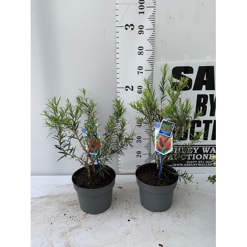 78 - TWO CALLISTEMON LAEVIS IN 2 LTR POTS 70CM IN HEIGHT PLUS VAT TO BE SOLD FOR THE TWO