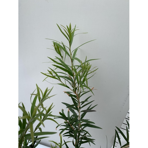 78 - TWO CALLISTEMON LAEVIS IN 2 LTR POTS 70CM IN HEIGHT PLUS VAT TO BE SOLD FOR THE TWO