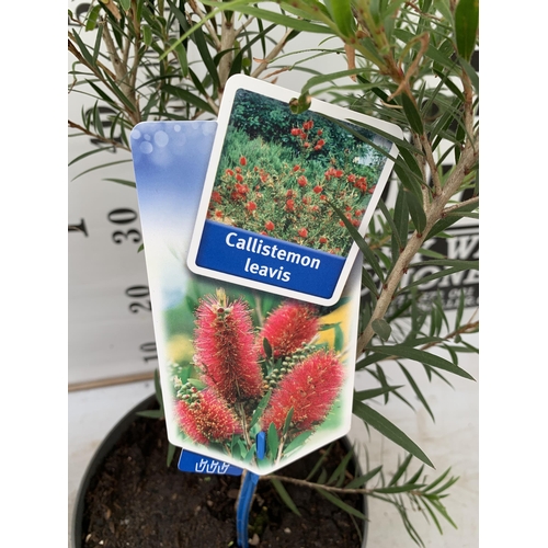 78 - TWO CALLISTEMON LAEVIS IN 2 LTR POTS 70CM IN HEIGHT PLUS VAT TO BE SOLD FOR THE TWO