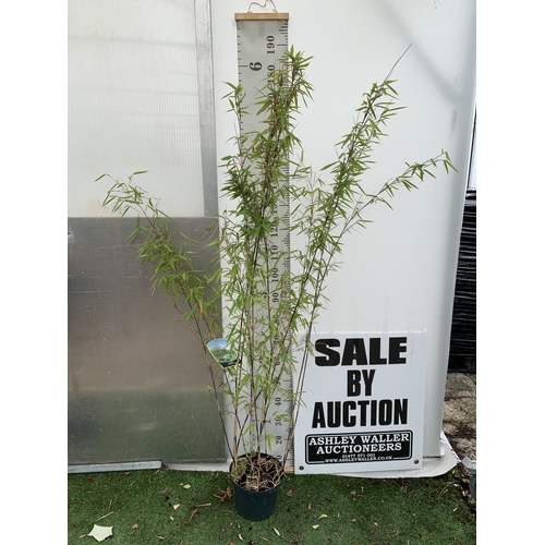 79 - A BAMBOO FARGESIA 'BLACK PEARL' APPROX 120CM IN HEIGHT IN 4 LTR POT PLUS VAT