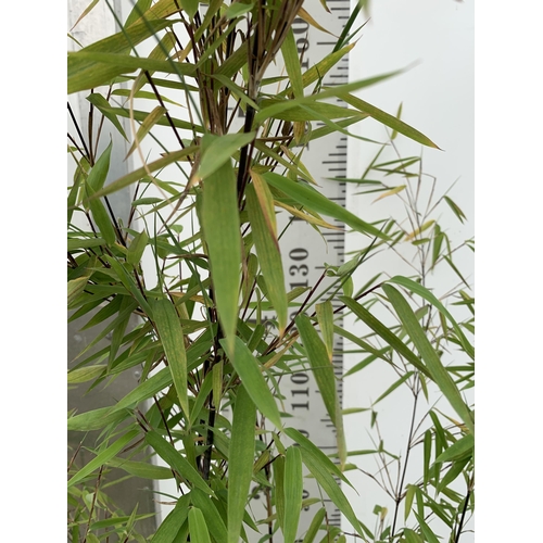 79 - A BAMBOO FARGESIA 'BLACK PEARL' APPROX 120CM IN HEIGHT IN 4 LTR POT PLUS VAT