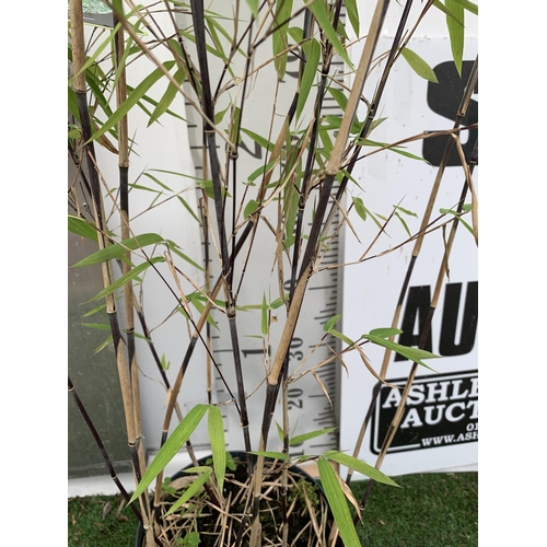 79 - A BAMBOO FARGESIA 'BLACK PEARL' APPROX 120CM IN HEIGHT IN 4 LTR POT PLUS VAT