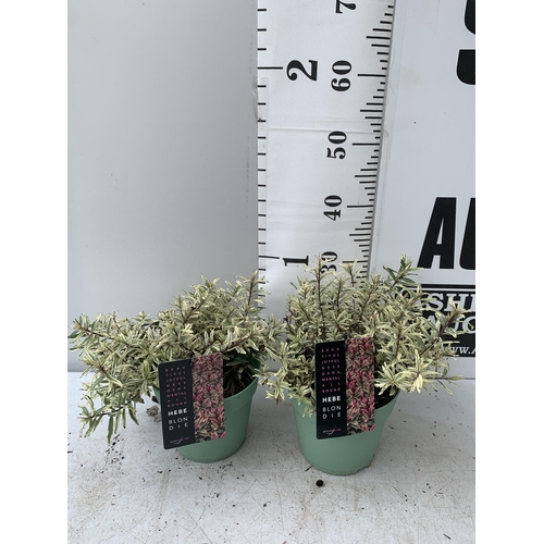 8 - TWO HEBE BLONDIE IN 2 LTR POTS HEIGHT 30CM PLUS VAT TO BE SOLD FOR THE TWO