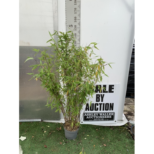 80 - A BAMBOO FARGESIA 'BLACK PEARL' APPROX 120CM IN HEIGHT IN 4 LTR POT PLUS VAT