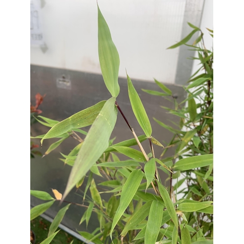 80 - A BAMBOO FARGESIA 'BLACK PEARL' APPROX 120CM IN HEIGHT IN 4 LTR POT PLUS VAT