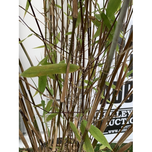 80 - A BAMBOO FARGESIA 'BLACK PEARL' APPROX 120CM IN HEIGHT IN 4 LTR POT PLUS VAT