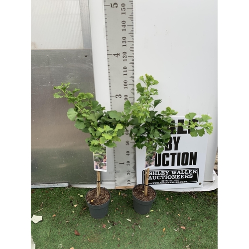 82 - TWO GINKGO BILOBA 'MARIKEN' STANDARD TREES IN 3 LTR POTS APPROX 110CM IN HEIGHT PLUS VAT TO BE SOLD ... 