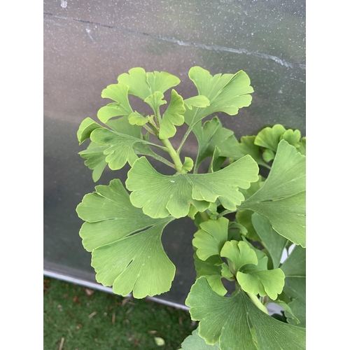 82 - TWO GINKGO BILOBA 'MARIKEN' STANDARD TREES IN 3 LTR POTS APPROX 110CM IN HEIGHT PLUS VAT TO BE SOLD ... 