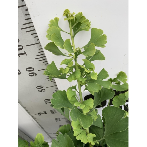 82 - TWO GINKGO BILOBA 'MARIKEN' STANDARD TREES IN 3 LTR POTS APPROX 110CM IN HEIGHT PLUS VAT TO BE SOLD ... 