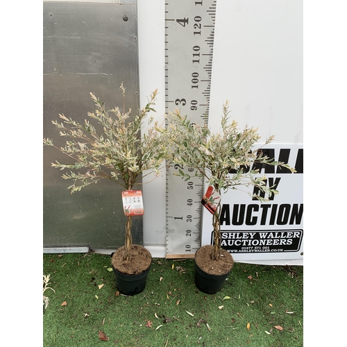 83 - TWO STANDARD TWISTED STEM PLAITED SALIX INTEGRA 'FLAMINGO' APPROX 100CM IN HEIGHT IN 3 LTR POTS PLUS... 