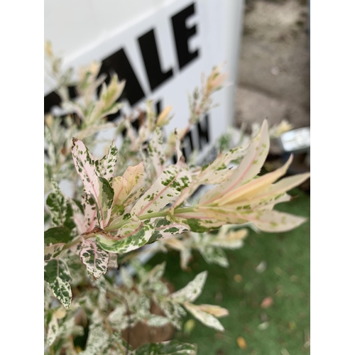 83 - TWO STANDARD TWISTED STEM PLAITED SALIX INTEGRA 'FLAMINGO' APPROX 100CM IN HEIGHT IN 3 LTR POTS PLUS... 