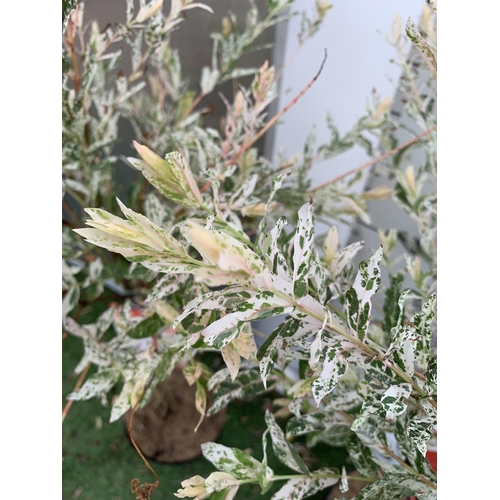 83 - TWO STANDARD TWISTED STEM PLAITED SALIX INTEGRA 'FLAMINGO' APPROX 100CM IN HEIGHT IN 3 LTR POTS PLUS... 