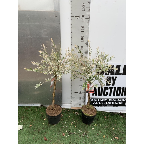 84 - TWO STANDARD TWISTED STEM PLAITED SALIX INTEGRA 'FLAMINGO' APPROX 100CM IN HEIGHT IN 3 LTR POTS PLUS... 