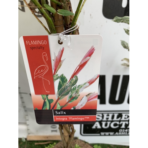 84 - TWO STANDARD TWISTED STEM PLAITED SALIX INTEGRA 'FLAMINGO' APPROX 100CM IN HEIGHT IN 3 LTR POTS PLUS... 