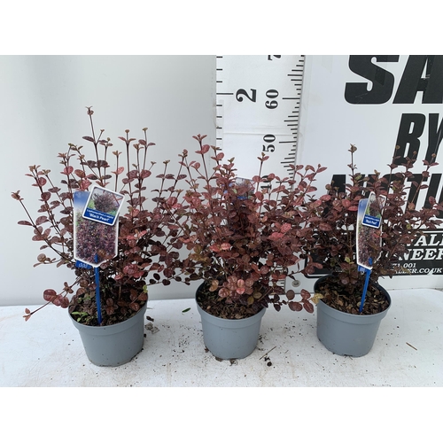 9 - THREE LOPHOMYRTUS RALPHII NEW ZEALAND MYRTLE  'BLACK PEARL' IN 2 LTR POTS HEIGHT APPROX 50CM, TO BE ... 