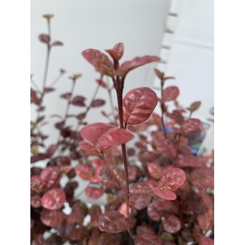 9 - THREE LOPHOMYRTUS RALPHII NEW ZEALAND MYRTLE  'BLACK PEARL' IN 2 LTR POTS HEIGHT APPROX 50CM, TO BE ... 