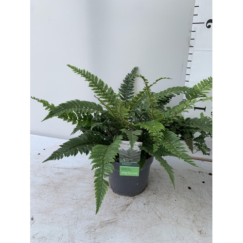 90 - TWO LARGE ELEGRASS FERNS IN 3 LTR POTS 40-60CM TALL TO BE SOLD FOR THE TWO PLUS VAT