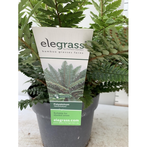 90 - TWO LARGE ELEGRASS FERNS IN 3 LTR POTS 40-60CM TALL TO BE SOLD FOR THE TWO PLUS VAT