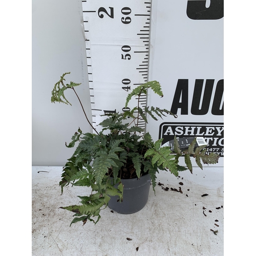 90 - TWO LARGE ELEGRASS FERNS IN 3 LTR POTS 40-60CM TALL TO BE SOLD FOR THE TWO PLUS VAT