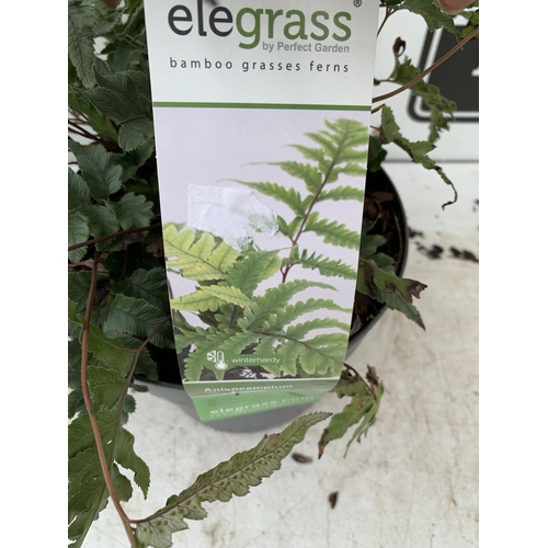 90 - TWO LARGE ELEGRASS FERNS IN 3 LTR POTS 40-60CM TALL TO BE SOLD FOR THE TWO PLUS VAT