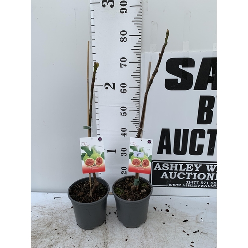 91 - TWO FIG FICUS CARICA IN 2 LTR POTS APPROX 80CM IN HEIGHT NO VAT TO BE SOLD FOR THE TWO